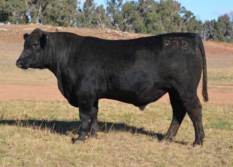 LOT 1. P32 - WEBSITE - Trio Angus