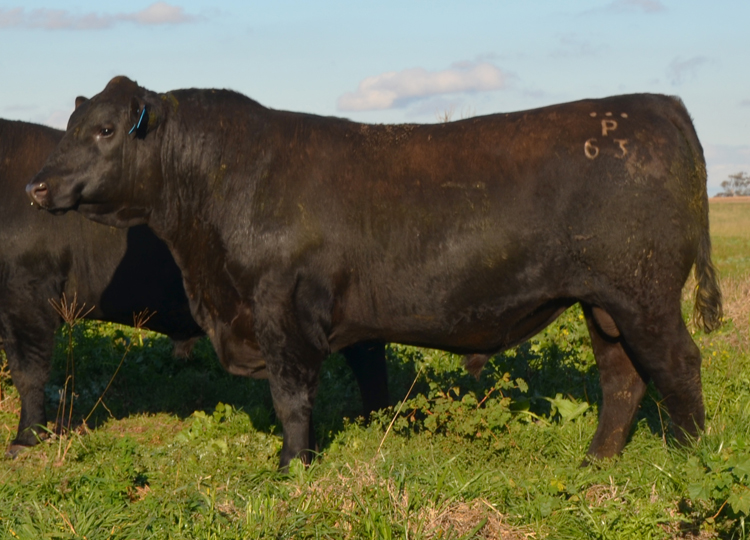 Bull Sale - Trio Angus - Angus Bulls for Sale - Cassilis, Upper Hunter, NSW