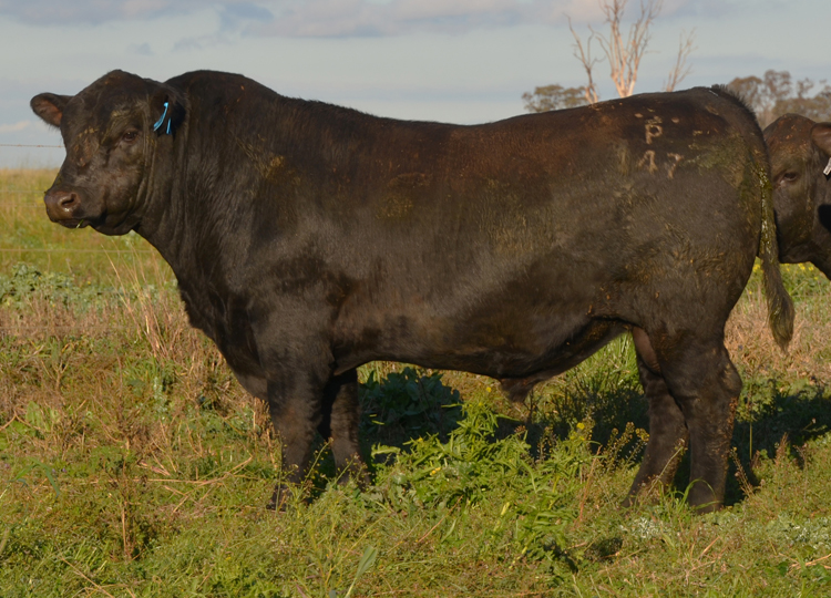 Bull Sale - Trio Angus - Angus Bulls for Sale - Cassilis, Upper Hunter, NSW