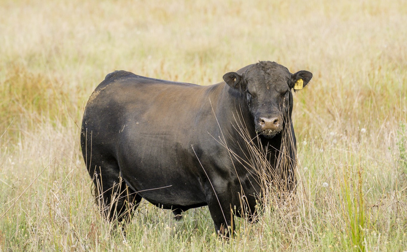 Home - Trio Angus - Angus Bulls for Sale - Cassilis, Upper Hunter, NSW