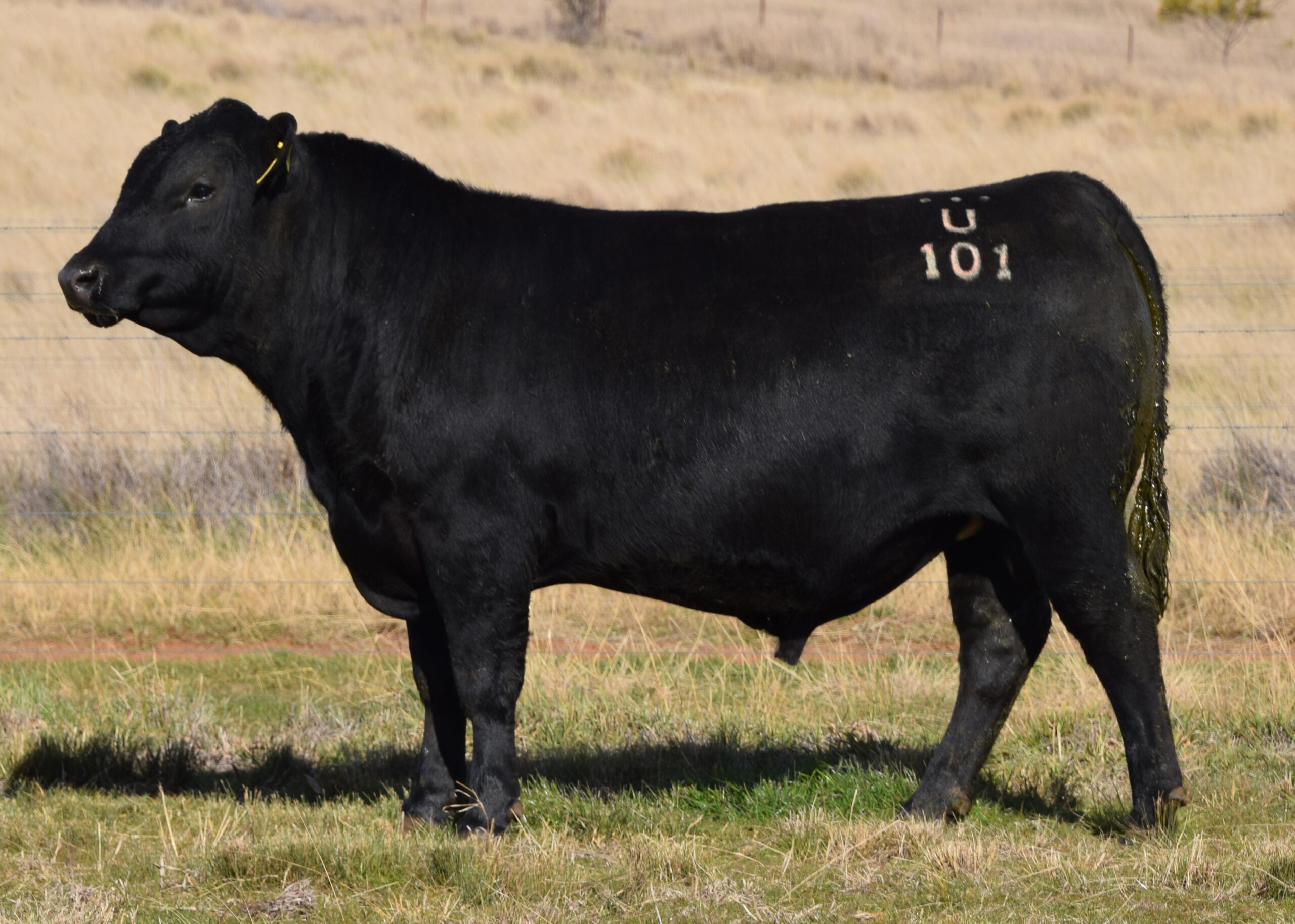 Picture of Trio Angus Bull Lot 36. U101 for sale in the 2024 Bull Sale